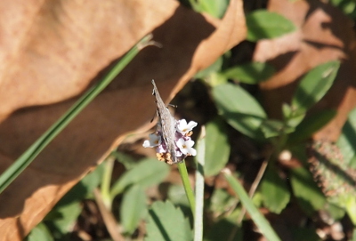 [The butterfly is perched in the middle of the flower with tiny flowers on either side of it. The butterfly looks like a small this wedge of grey paper.]